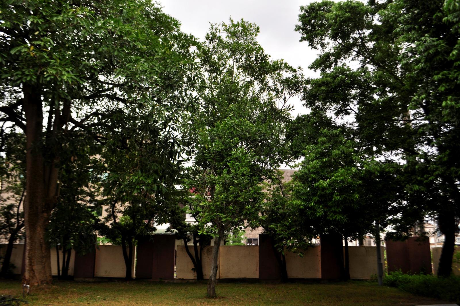 蘭嶼烏心石 常綠大喬木