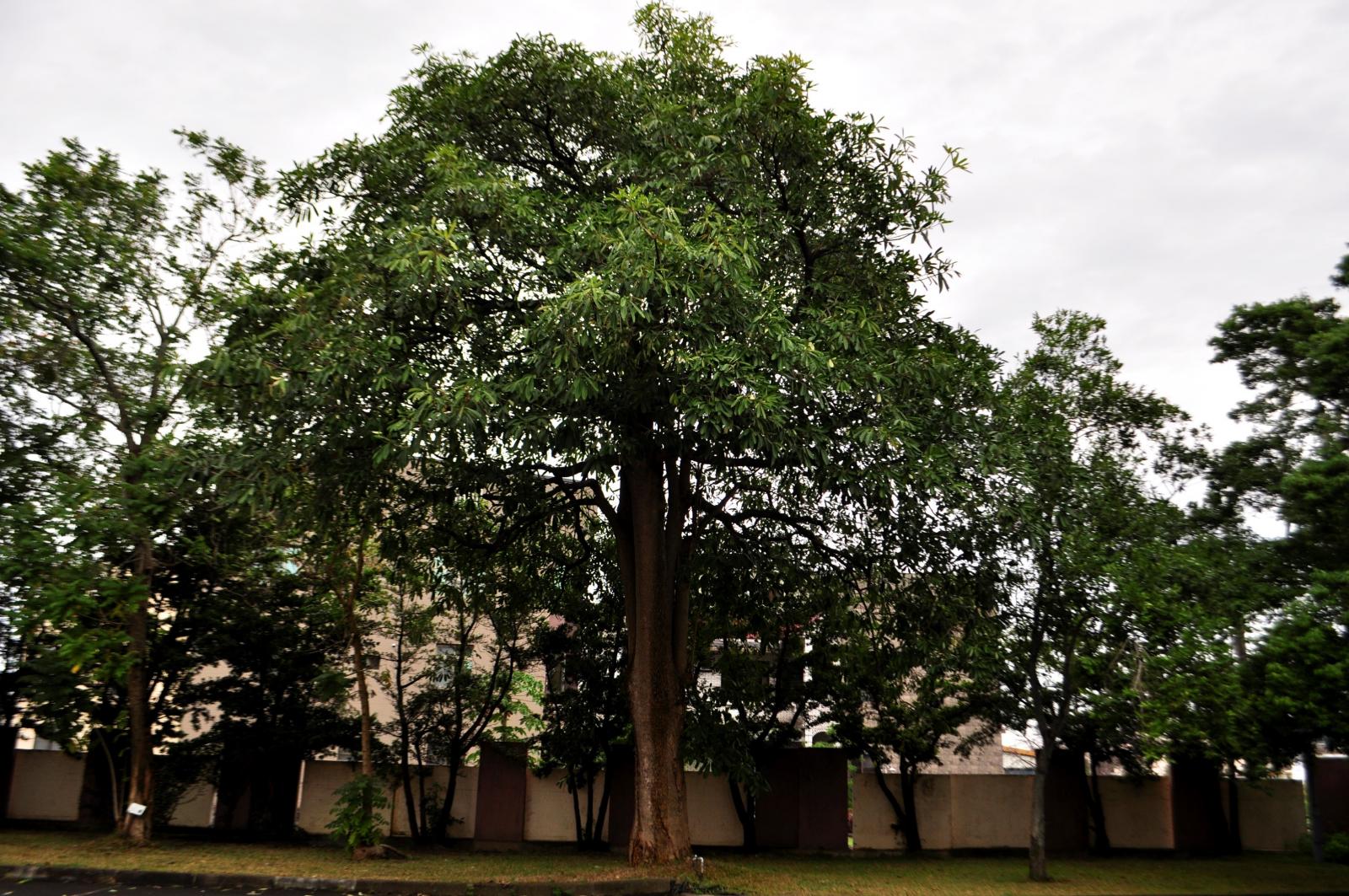 黑板樹 常綠大喬木