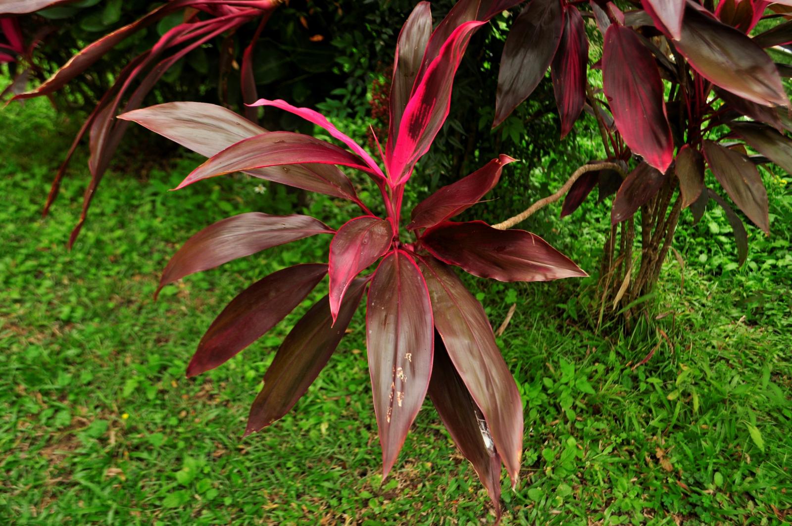 葉披針狀橢圓形至披針狀卵形至長橢圓形