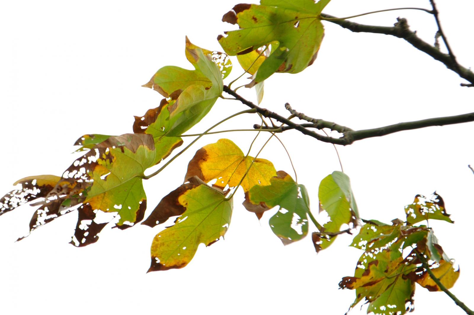 葉心狀圓形，掌狀3到5裂，具有長柄