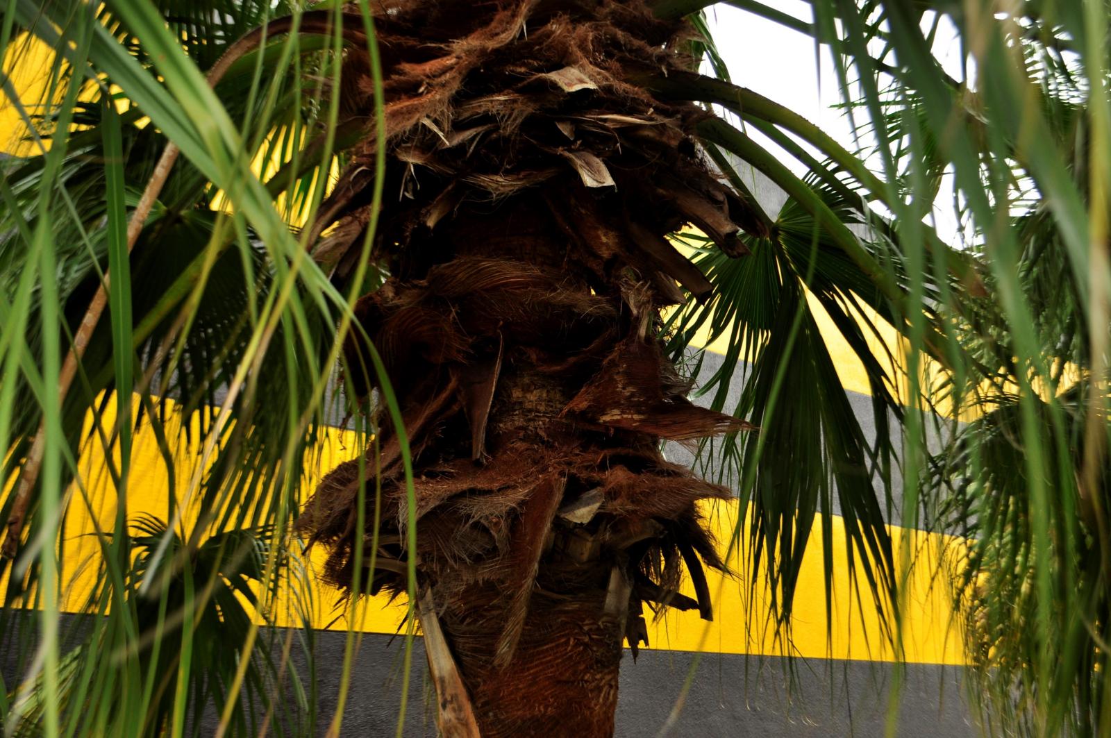 葉子脫落後痕跡