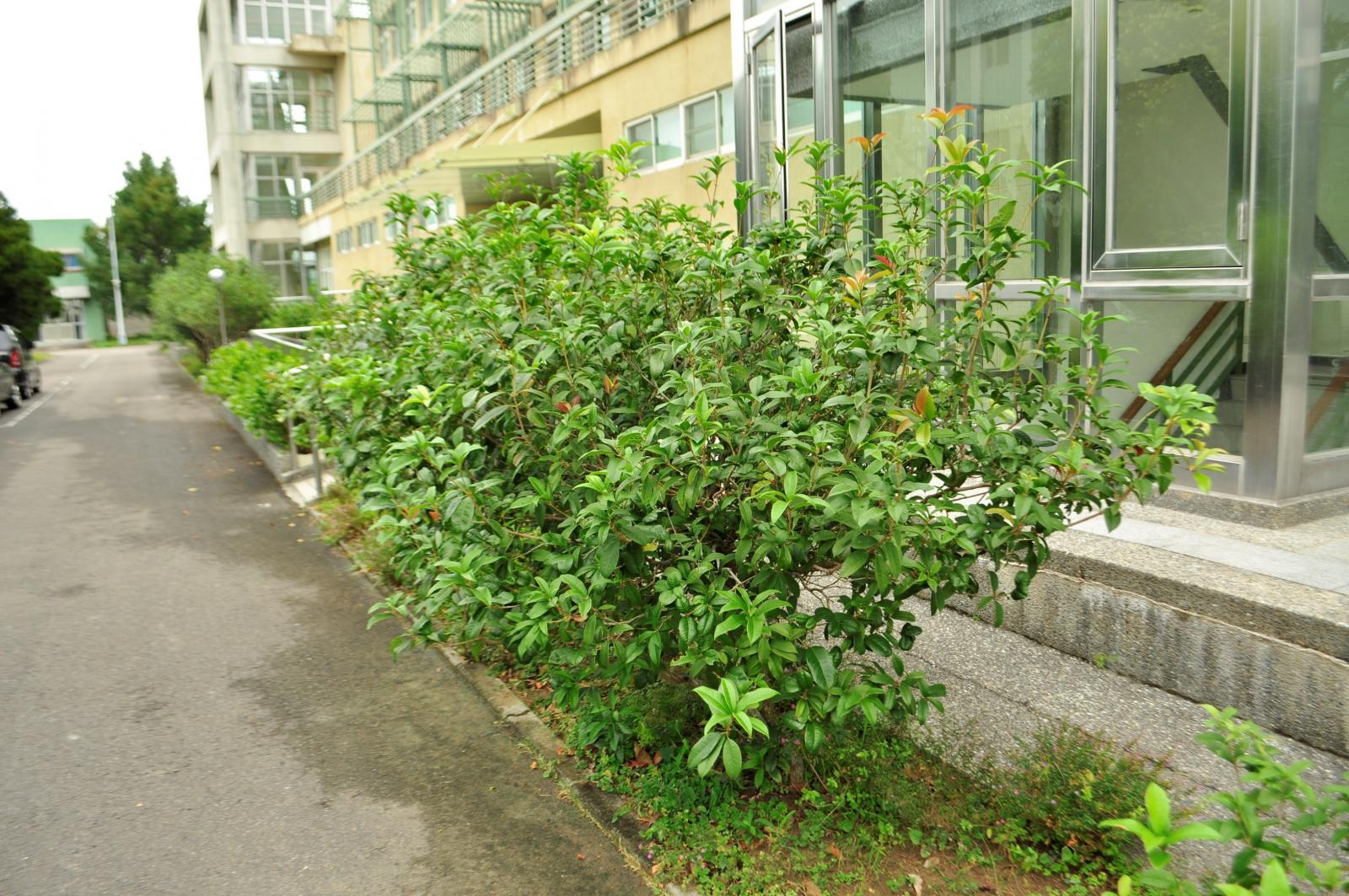 常綠灌木或小喬木