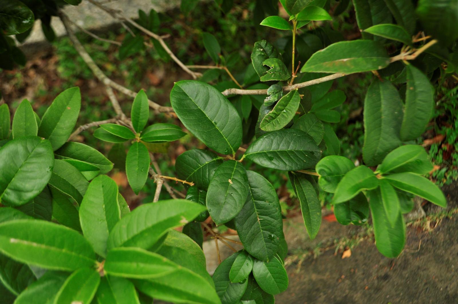 葉對生,橢圓形或長橢圓狀披針形