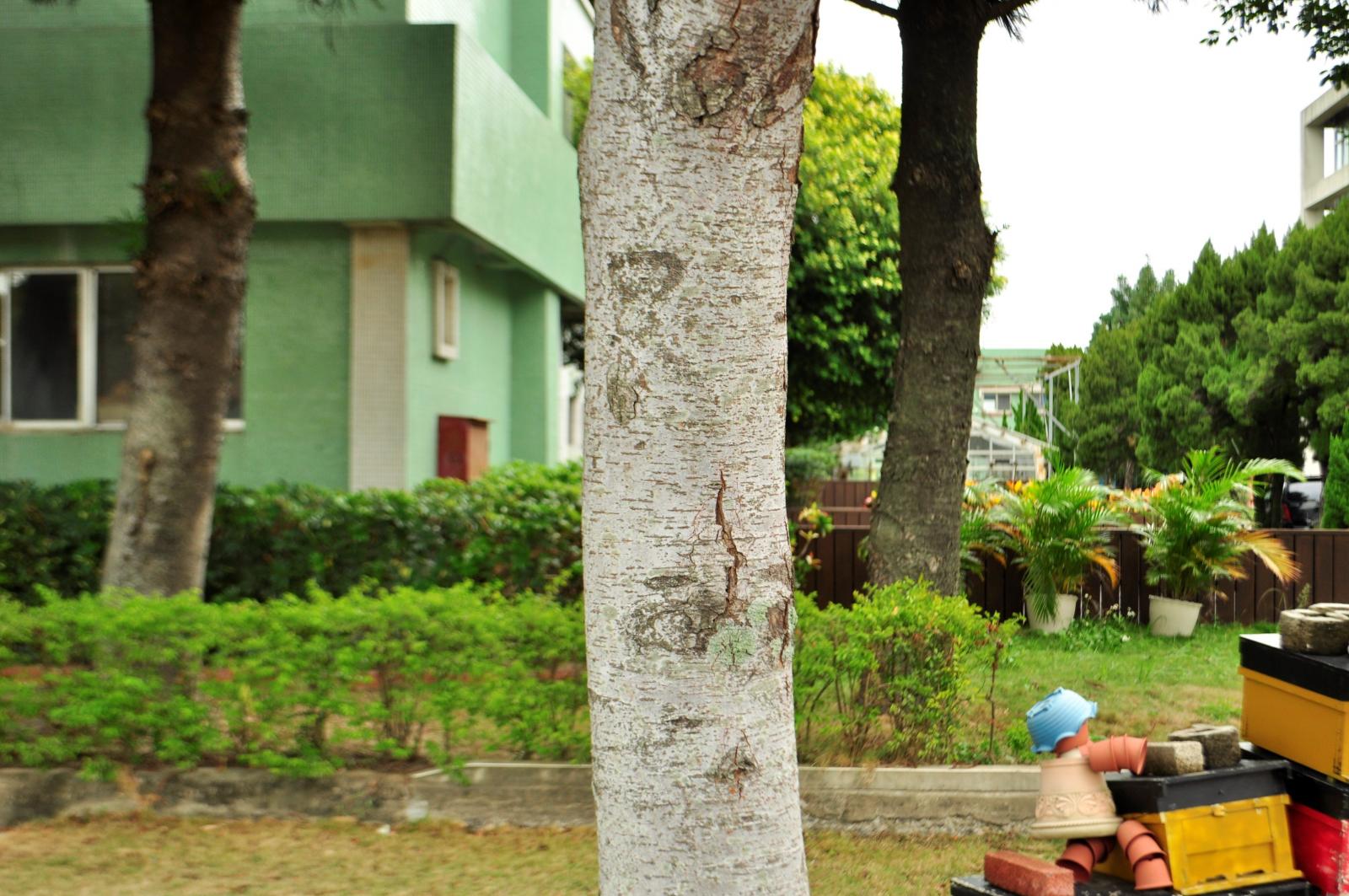 樹皮灰褐色,呈雲片狀剝落