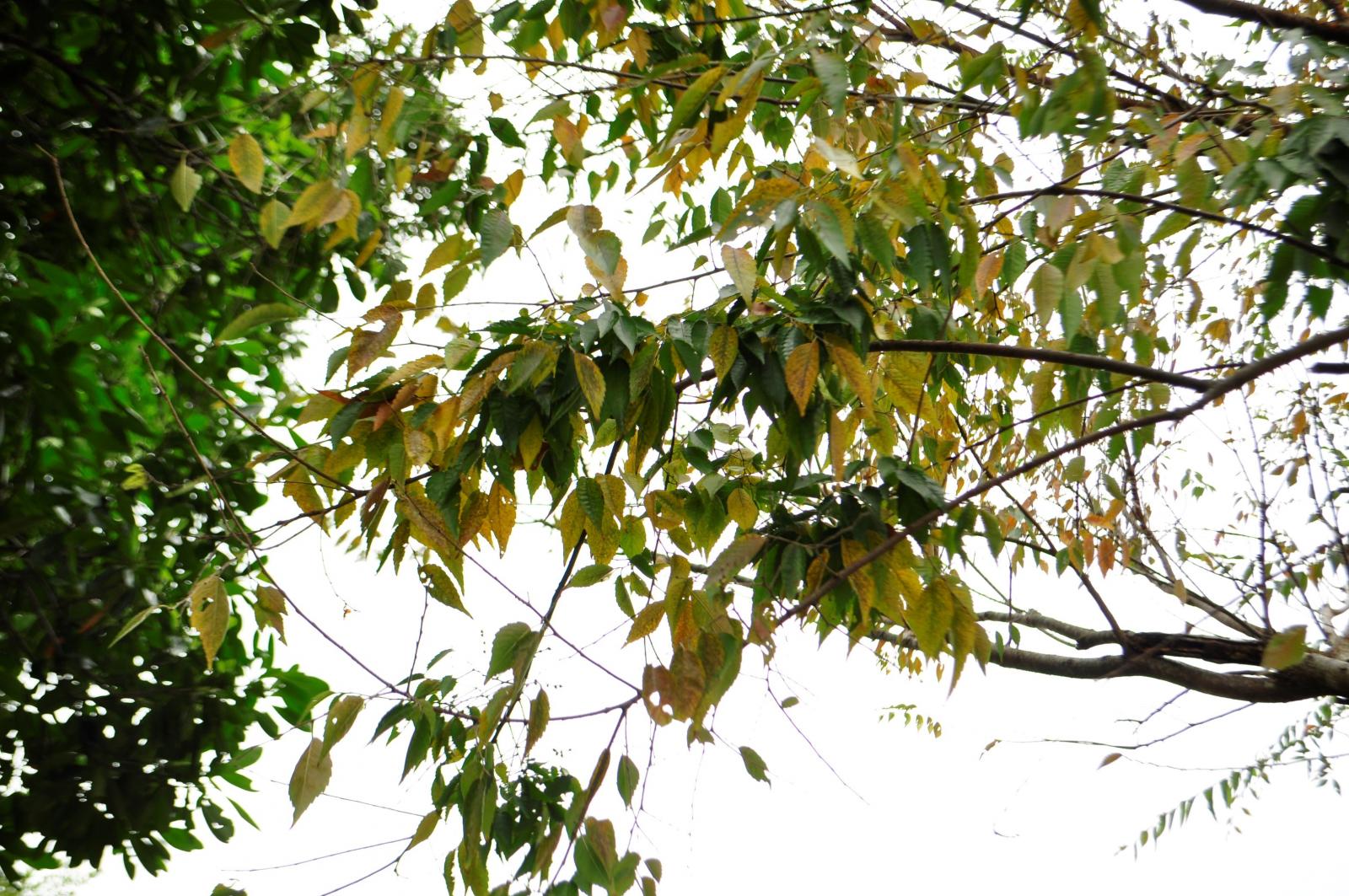 葉長卵形,單鋸齒緣