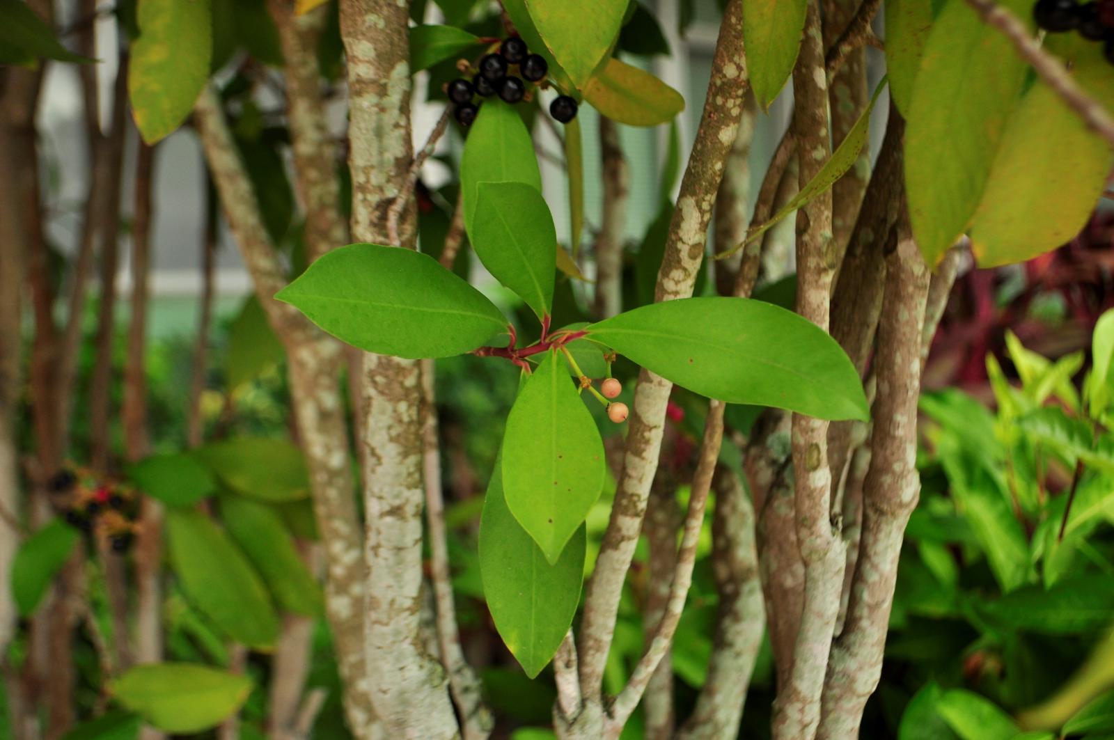 葉倒卵形至倒披針形