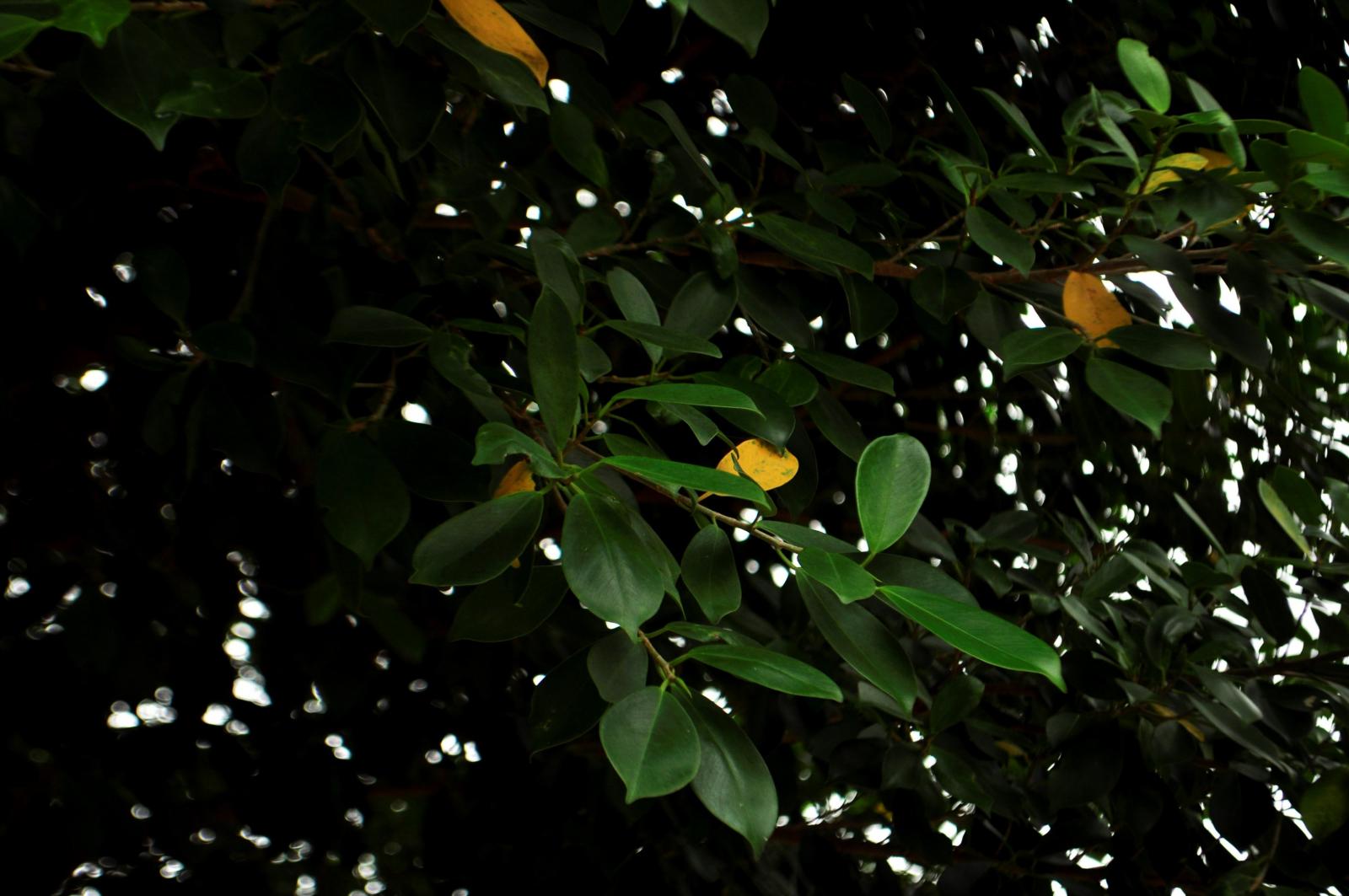 葉橢圓形或倒卵形